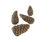 Wilderness Pine Cones Hearth and Home Syracuse NY